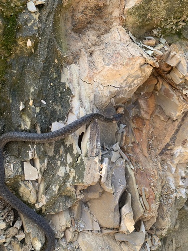 Pope's Keelback