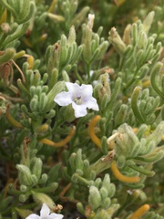 Nolana clivicola