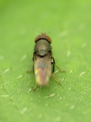 Gymnomyzinae