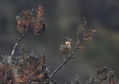 Grallaria quitensis