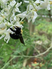 Xylocopa aestuans