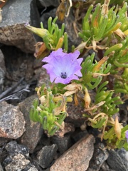 Nolana linearifolia