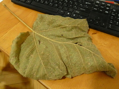 Dothideomycetes