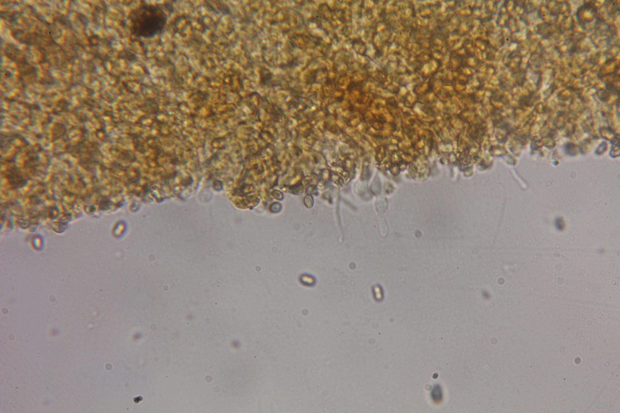 Pholiota terrestris image
