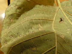 Dothideomycetes