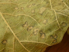 Dothideomycetes
