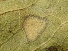 Dothideomycetes