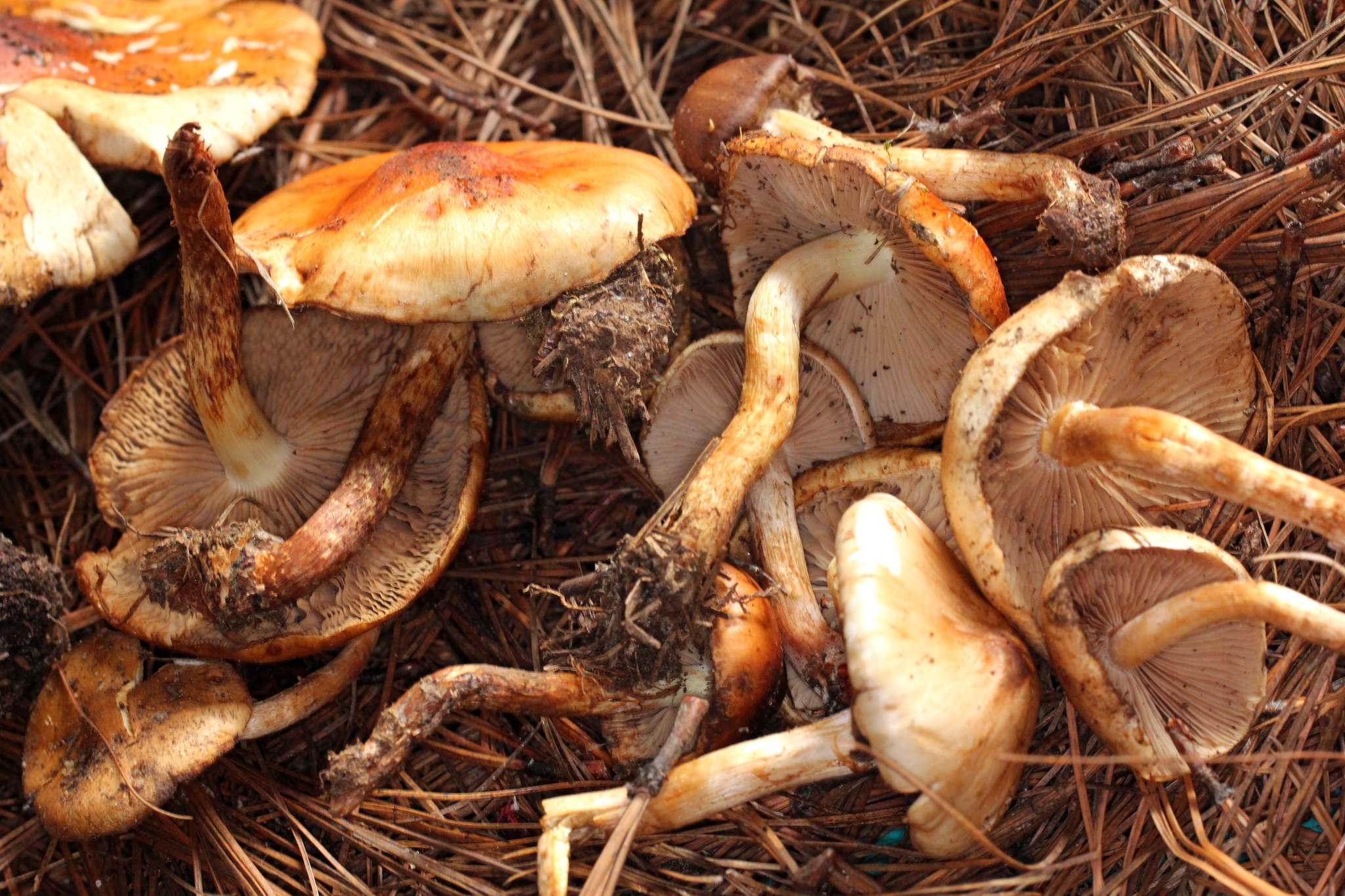 Pholiota velaglutinosa image