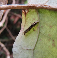 Erechthias chasmatias