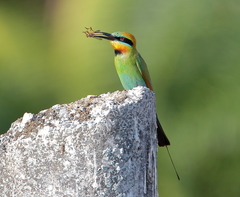 Rainbow Bee-Eater photo 3