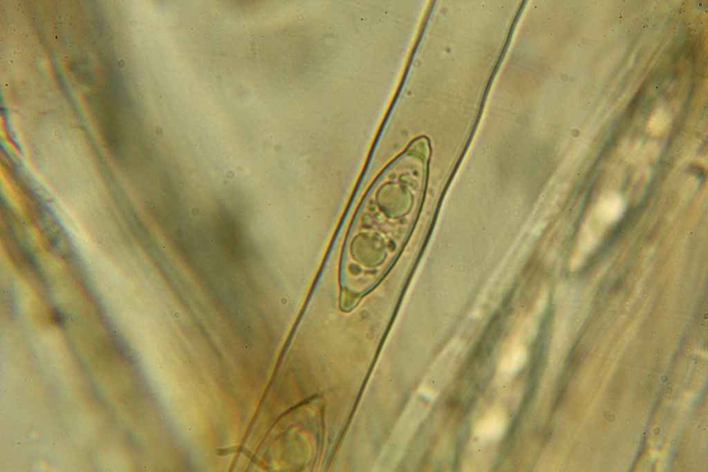 Rhizinaceae