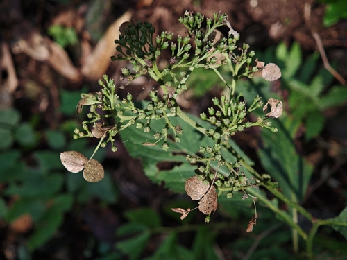 Cardiandra moellendorffii iNat (2)