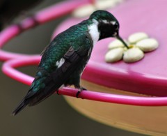 Chaetocercus mulsant