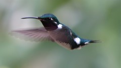 Chaetocercus mulsant