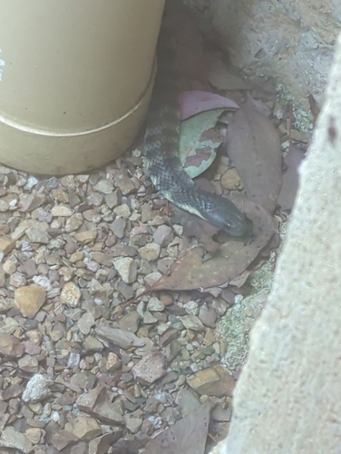 Tiger Snake sighting