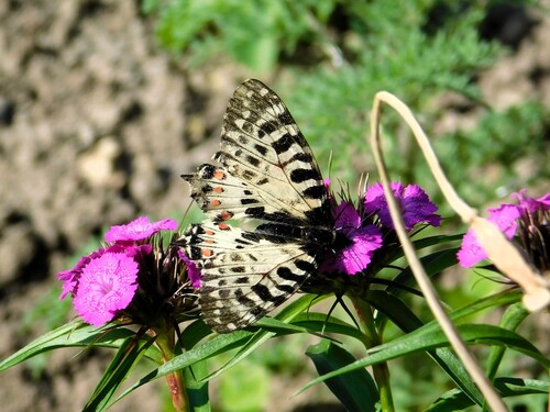 Eastern Festoon