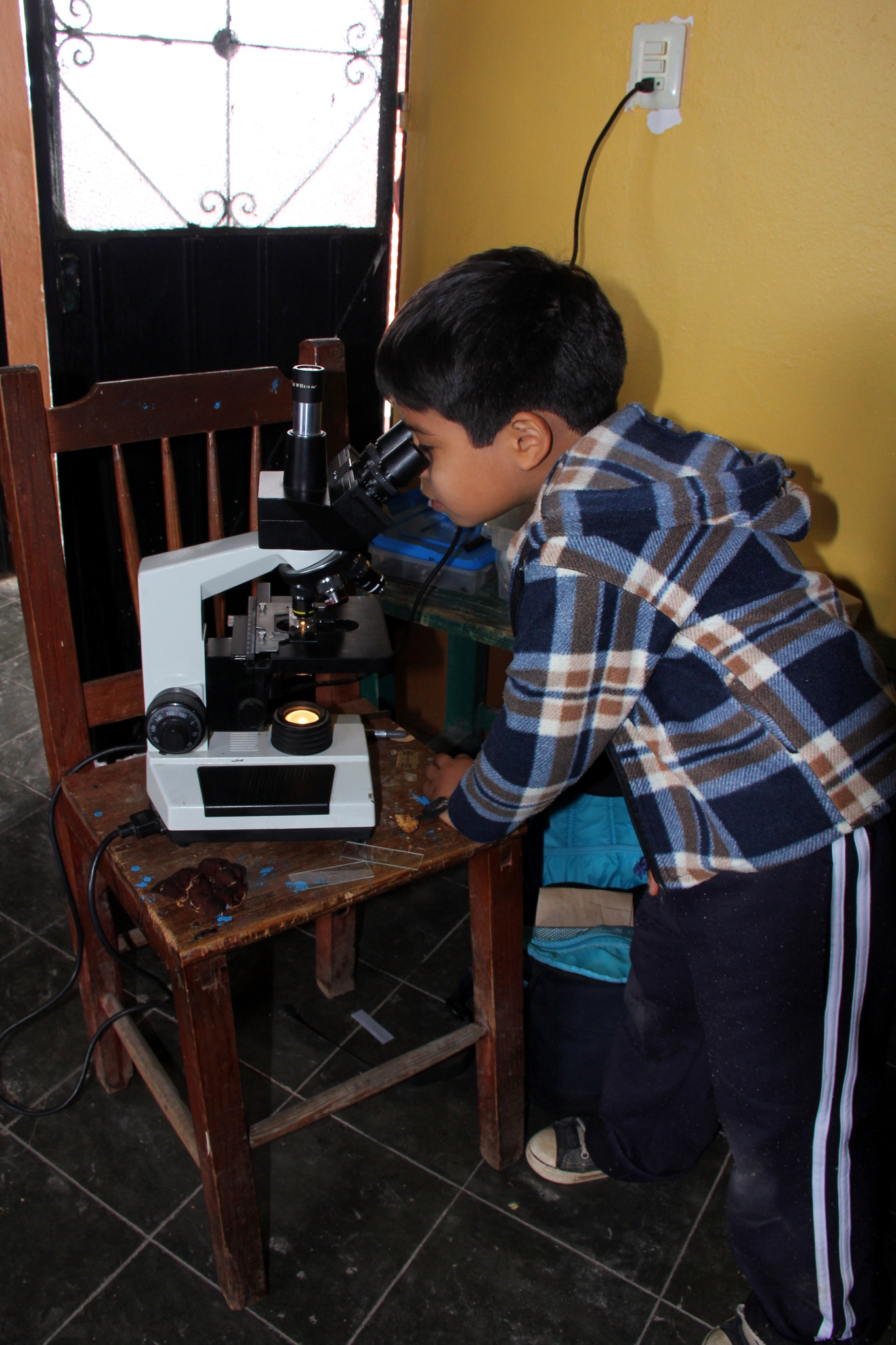Rhizina undulata image