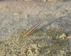 Japanese Minnow photo 2