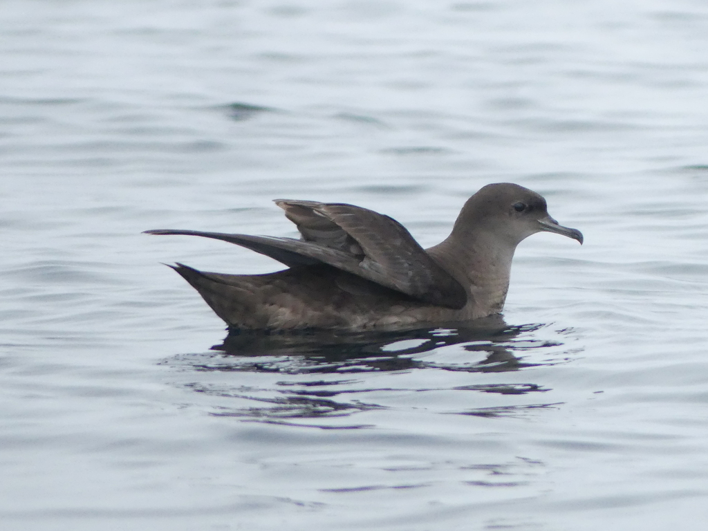 Short-tailed shearwater floating on the water with wings lifted