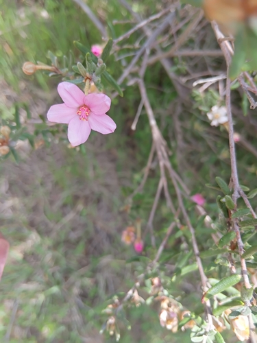 Ricinocarpos bowmanii observed 2025-10-05