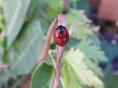 Coccinella septempunctata