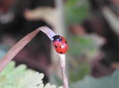 Coccinella septempunctata
