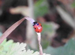 Coccinella septempunctata