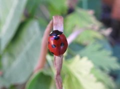 Coccinella septempunctata
