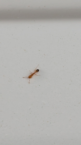 Pharaoh Ant photo 6