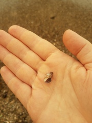 Agnewia tritoniformis