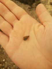 Phasianotrochus eximius