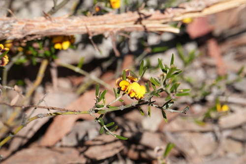 Aotus subglauca observed 2025-10-03