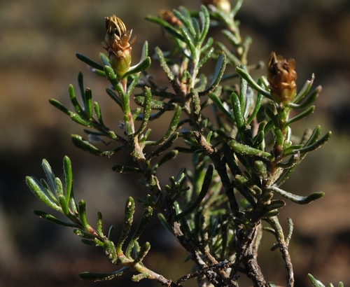 Rock Perdekaroo (Oedera epaleacea)