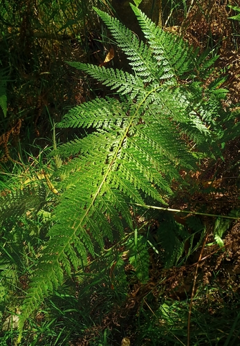 Microlepia strigosa observed 2025-10-04