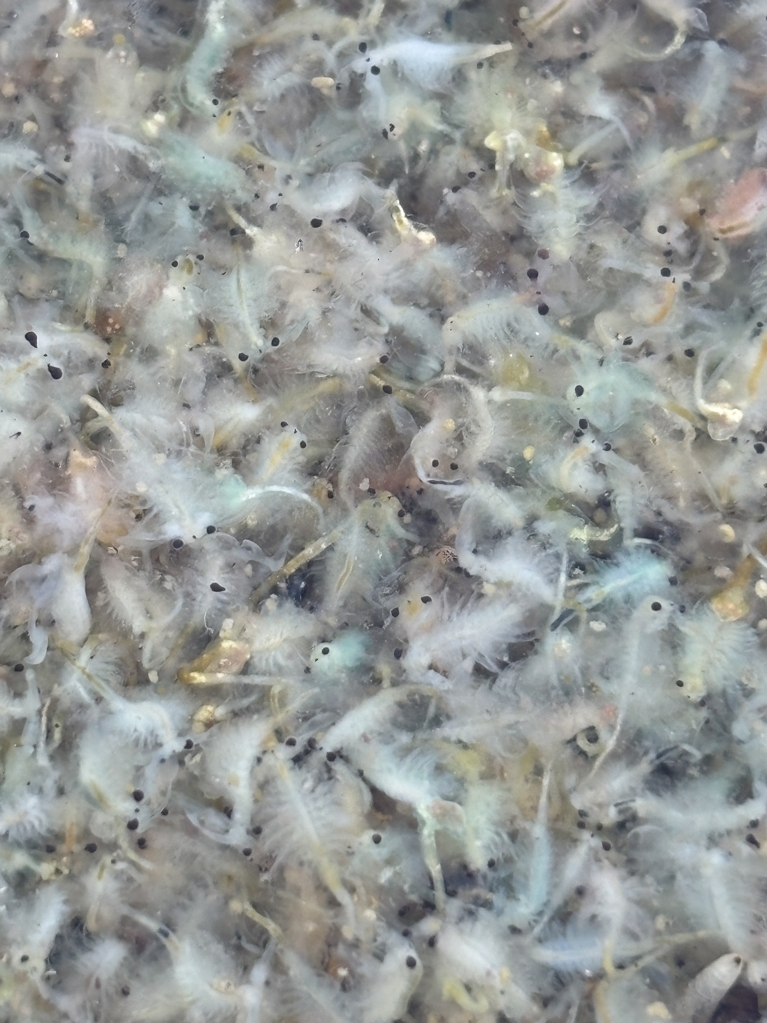 Artemia monica Verrill, 1869