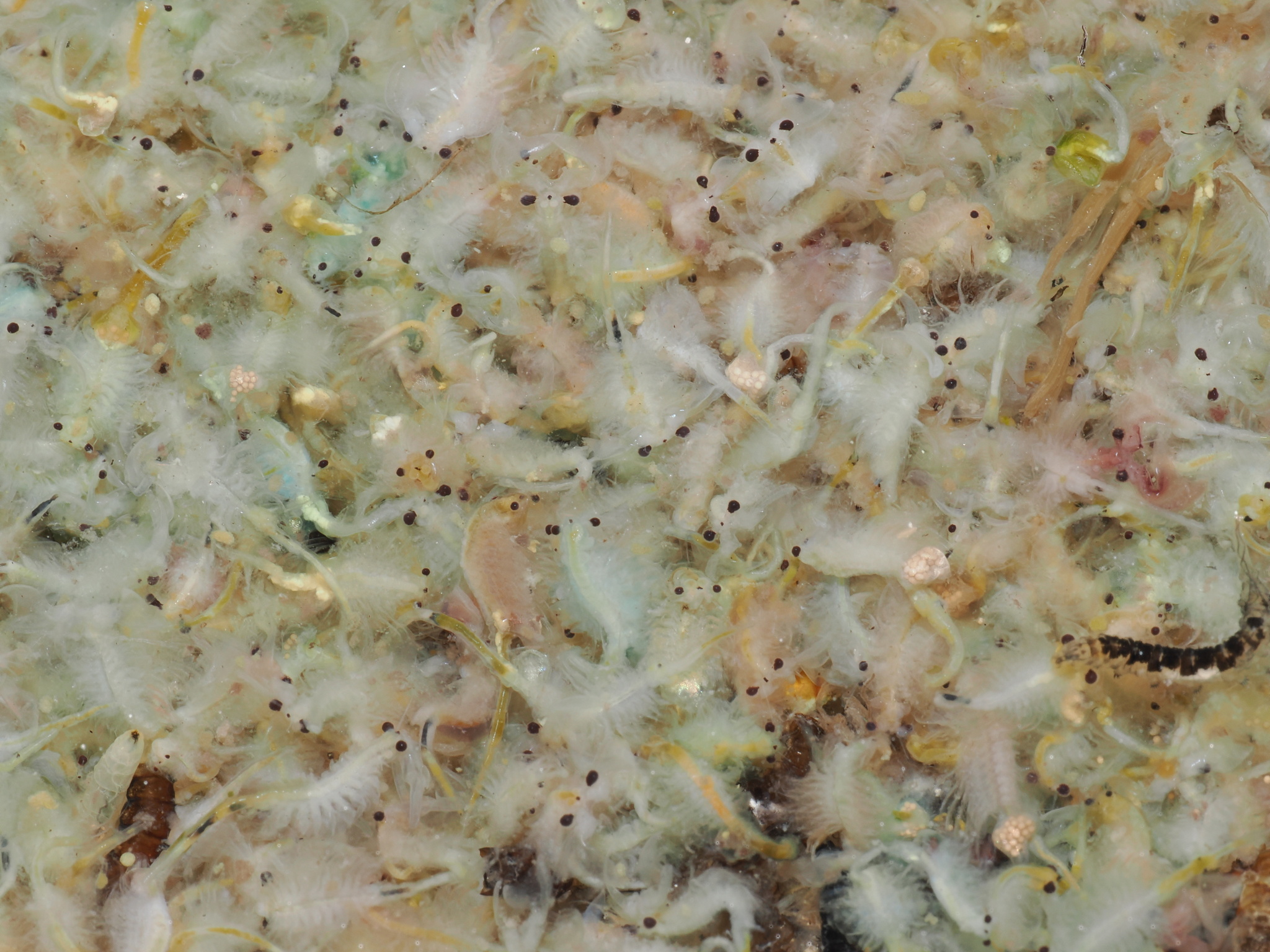 Artemia monica Verrill, 1869