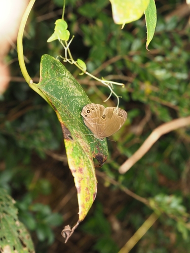 Lethe satyrina