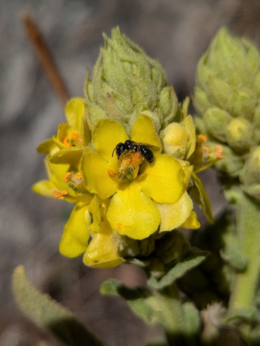 Ceratina neomexicana