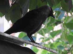 Corvus monedula