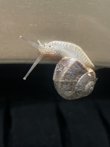 Turkish Snail