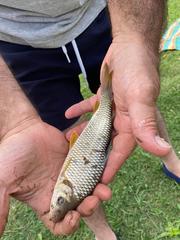 Megaleporinus obtusidens
