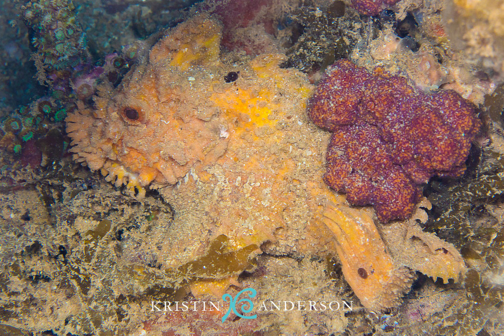 Pillow Velvetfish