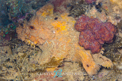 Paraploactis pulvinus