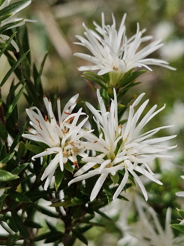 Pseudanthus pimeleoides, photograph 2