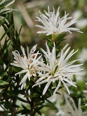 Pseudanthus pimeleoides, photograph ronavery, CC BY, iNaturalist via GBIF