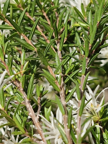 Pseudanthus pimeleoides, photograph 3