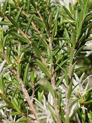 Pseudanthus pimeleoides, photograph ronavery, CC BY, iNaturalist via GBIF