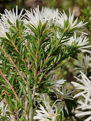 Pseudanthus pimeleoides, photograph ronavery, CC BY, iNaturalist via GBIF