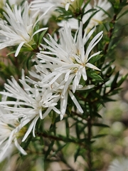 Pseudanthus pimeleoides, photograph ronavery, CC BY, iNaturalist via GBIF
