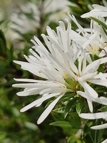 Pseudanthus pimeleoides, photograph 6